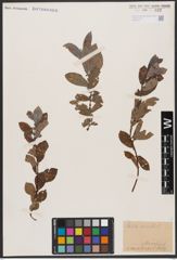 Foto von Salix aurita L.